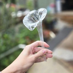 Jack In The Pulpit Flower Clear